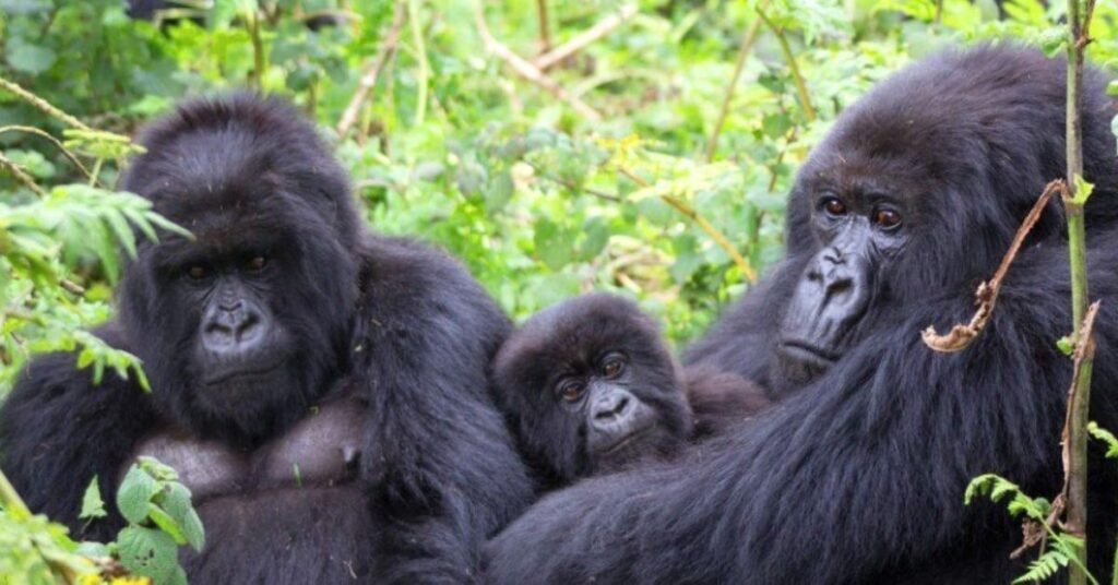 mountain gorillas