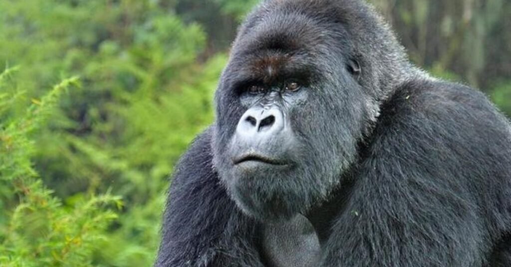 gorillas in bwindi