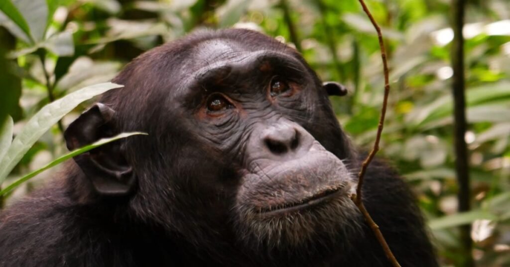 kibale chimpanzees