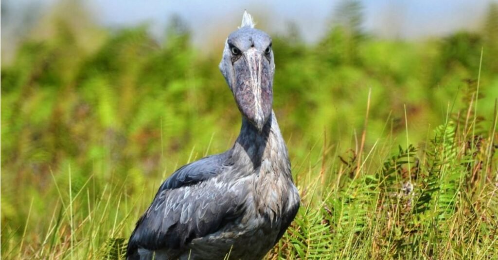 shoebill stork