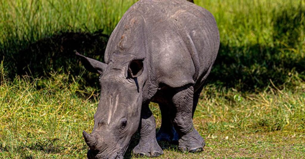 baby rhino at ziwa rhino sanctuary