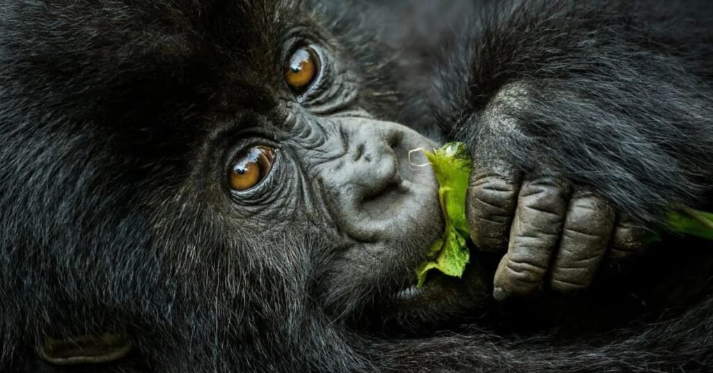 mountain gorilla trekking in Uganda