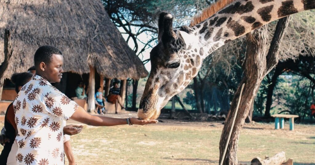 feeding a girafe on a Uganda safari