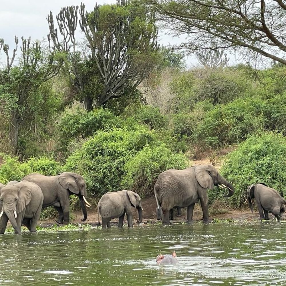 uganda-safaris-game-drives